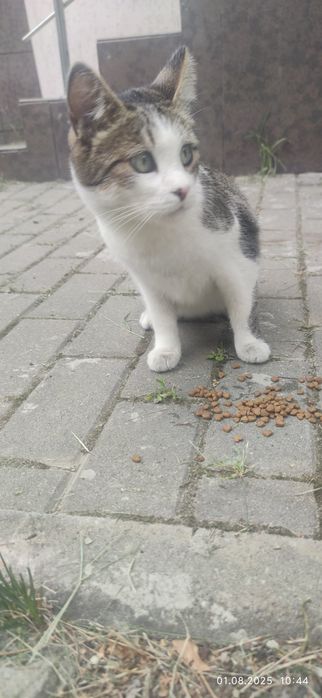 Замечена кошка, ищет дом