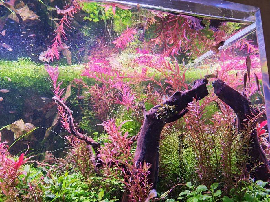 Guppies / endler