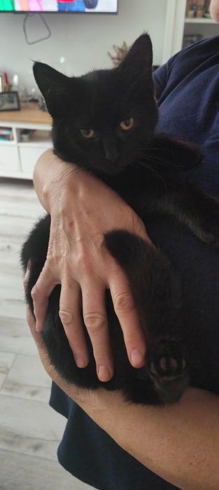 Oddam przyjemniaczka w dobre ręce