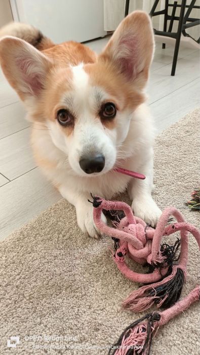 Перетримка котиків та собак, зооняня