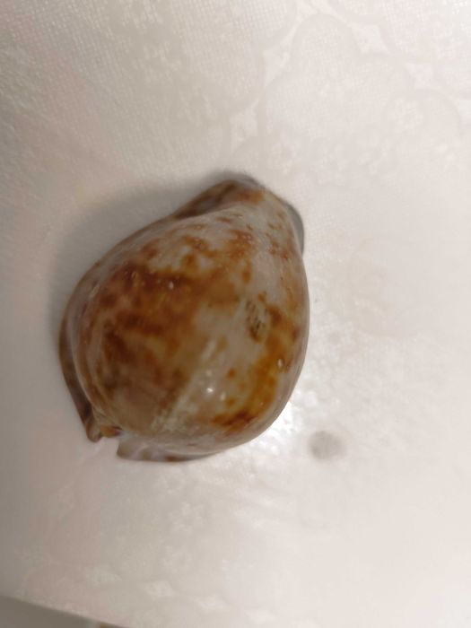 2 conchas lindas de origem africana raras