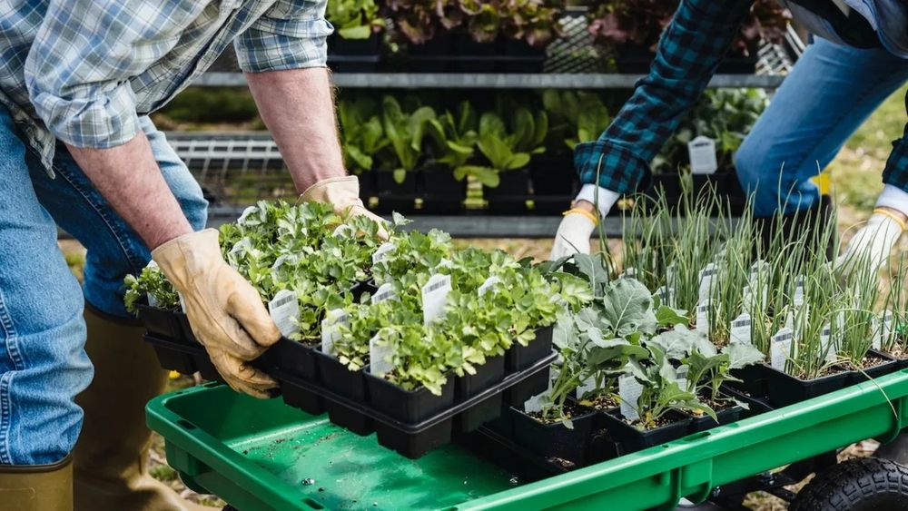Engenheiro Agropecuário -  Apoio técnico a explorações  agrícolas/pecuárias