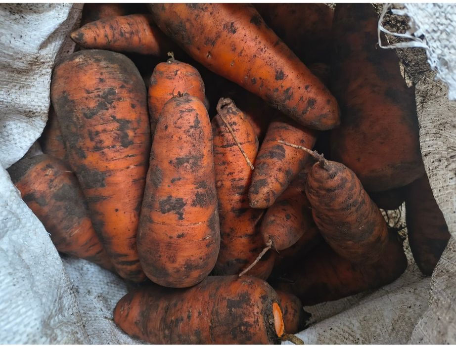 Продам моркву опт і роздріб