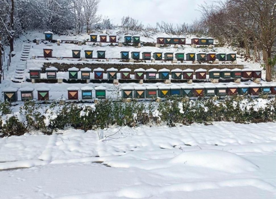 Miod pszczeli z pasieki 40 kg - polski