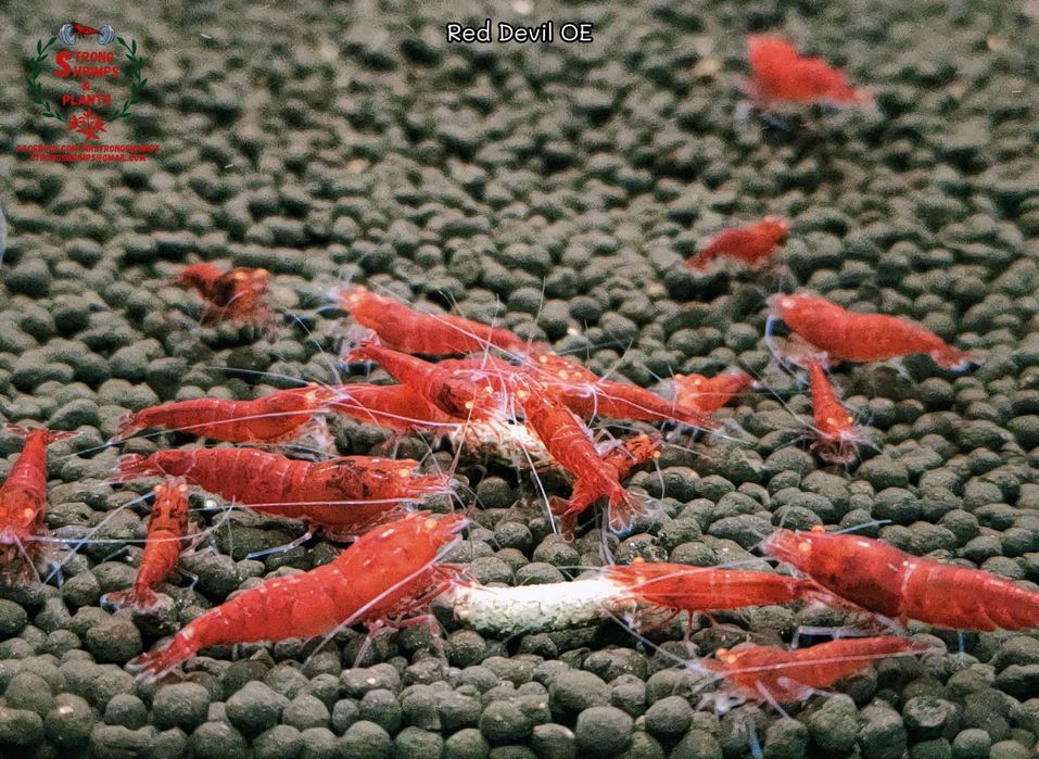 Krewetki Caridina Red Devil OE Orange Eyes ZAMIANA GRATIS PROMOCJA