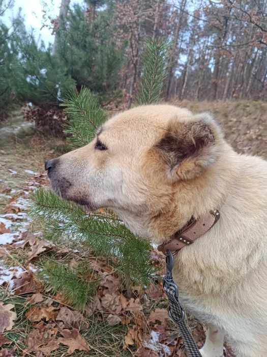 Zuska przyjechala do nas z Turcji