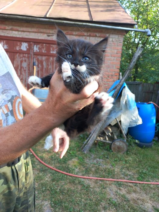 Кошенята шукають господаря