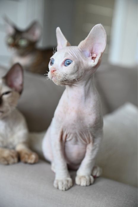Kocurek Pixel Devon Rex