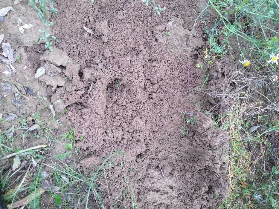 Sprzedam ziemię humus
