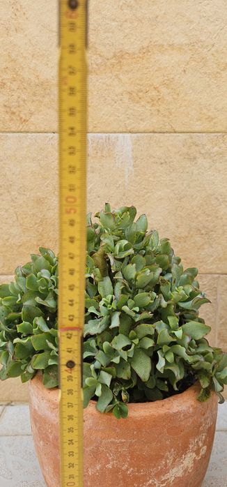 Crassula (suculenta ondulada) – planta compacta e cheia, ±40cm, em vaso de barro envelhecido