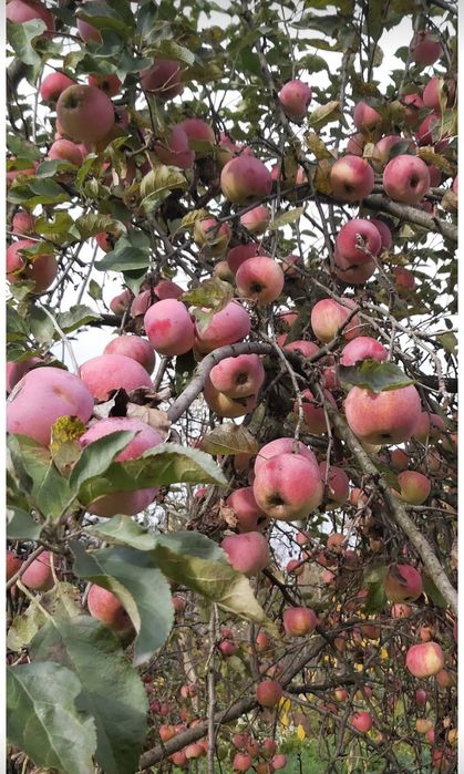 Сушені яблука. Врожай 2025 р. Сушка.