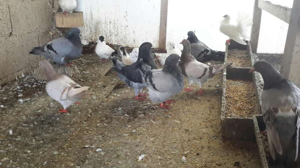 POMBOS FANTASIA *Várias Raças*