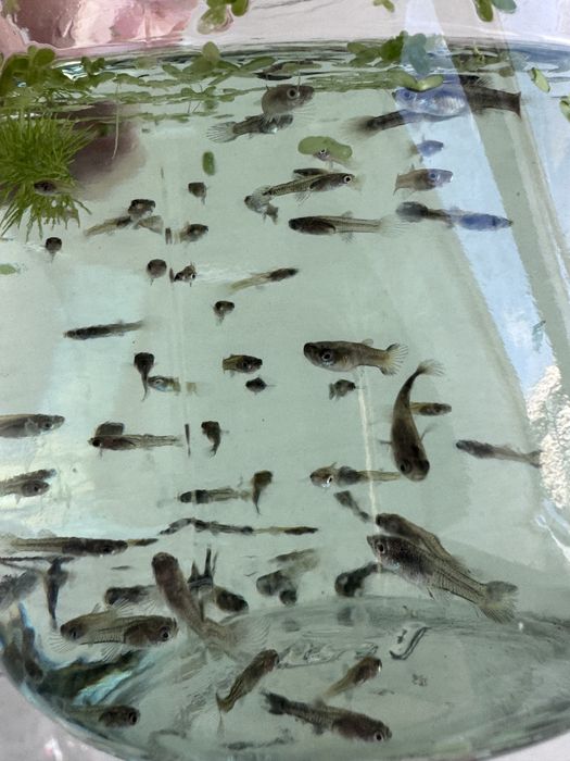 гуппі мікс, сині зелені