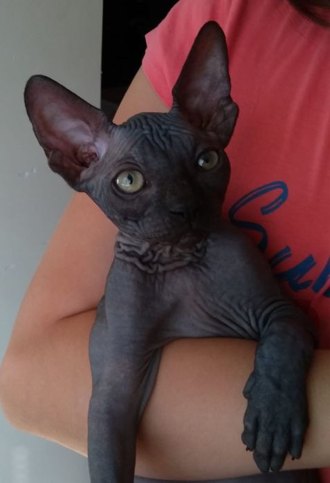 • Sphynx Sfinks Czuły Kochany Kocurek szuka swojej mamusi