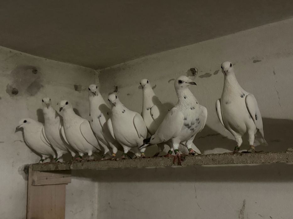 Białe gołębie pocztowe