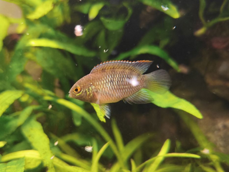 Nannacara anómala - Juvenis