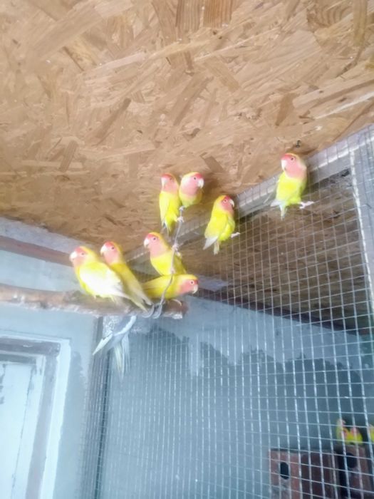 Продаю домашні птахів.