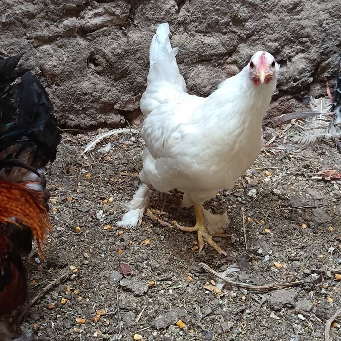 Ovos de fraca branca / galinhas de Angola brancas pequenas / cocós