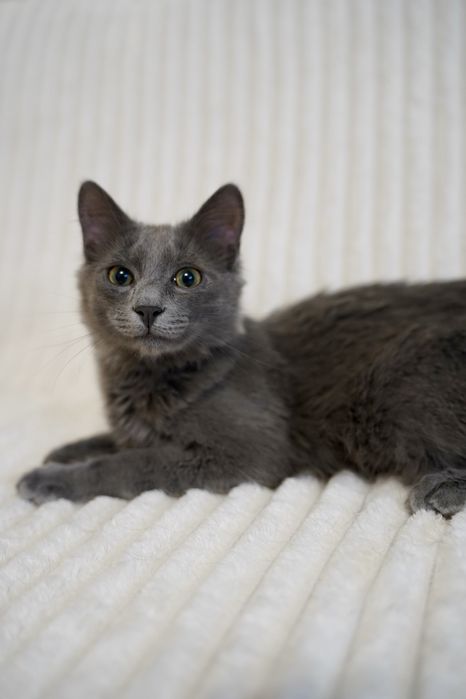 Метис нібелунга молодий кіт