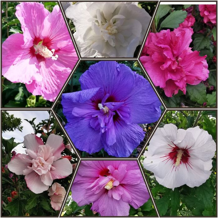 Zestaw Ketmia + Hibiskus bagienny