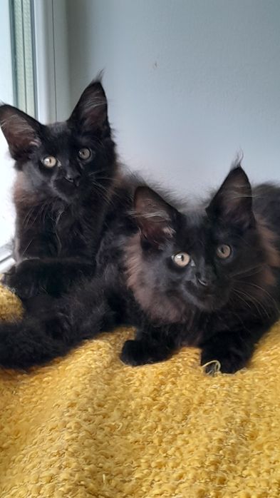 Кошенята мейн кун.
