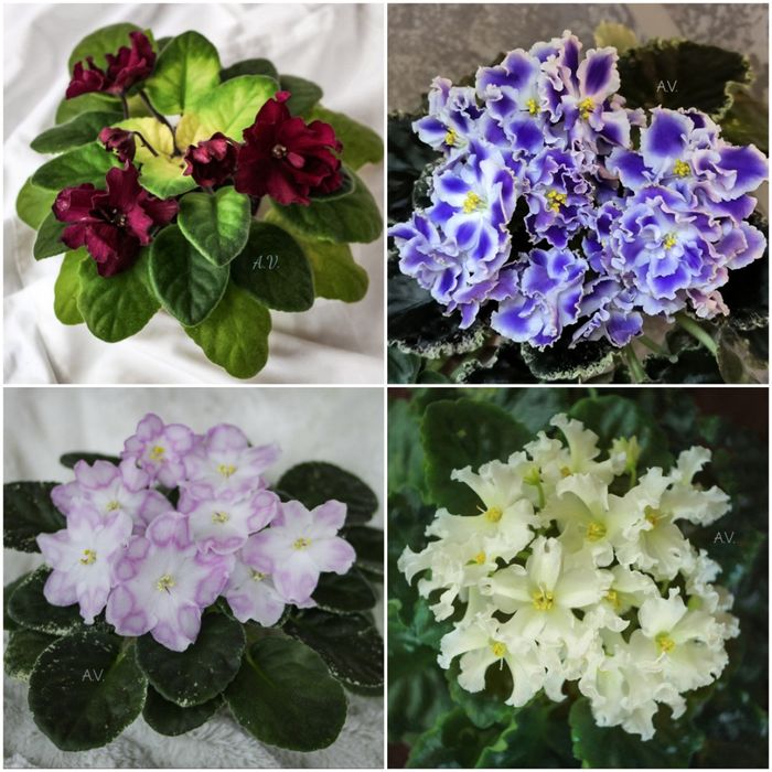 Сенполії, фіалки, сортові сенполії, листочки