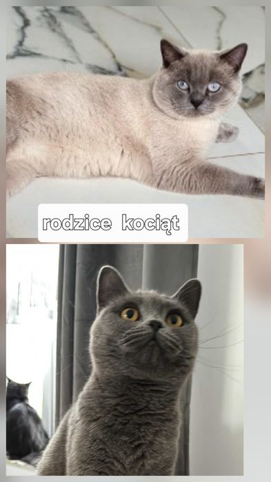 Rezerwacja na kotki Brytyjskie niebieskie