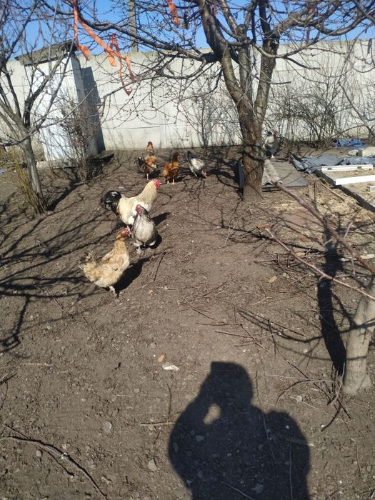 Домшнi кури та качки