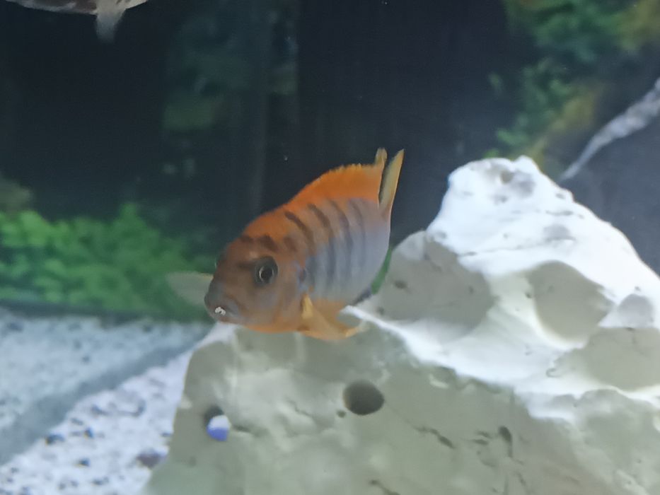 Labidochromis honji sweden
