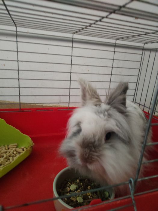 Królik miniaturka bardzo przyjazny