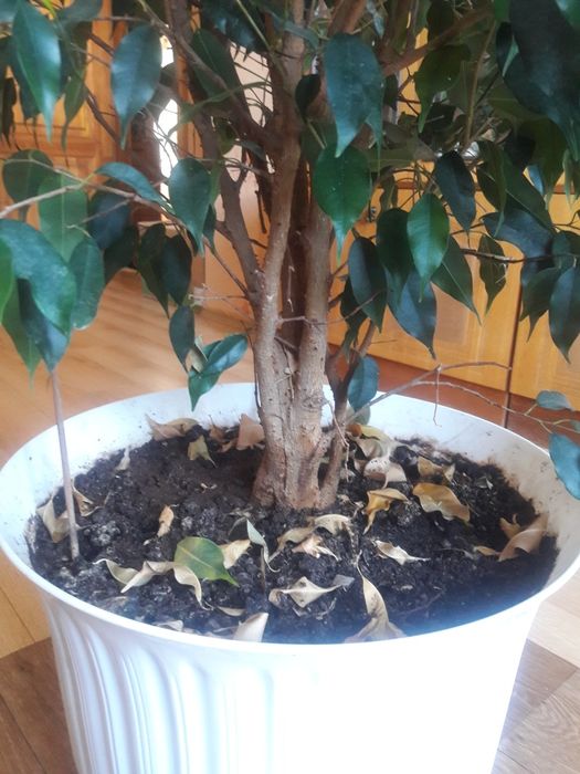 Продам Фикус Бенджаміна, 15 років, 2 метри заввишки, 1,3 метри діаметр