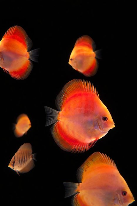 Продам дискусів(discus)