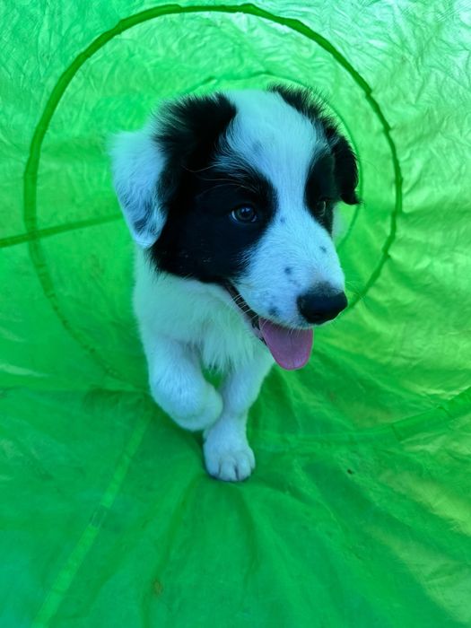 Border Collie szczeniak pies SPRZEDANY