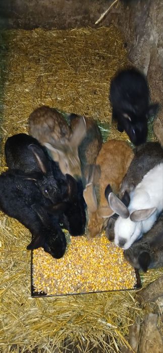 Пропонуємо чудовий молодняк для вашого господарства!