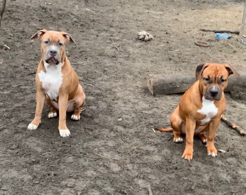 Красуня Майя АСТ стаффорд