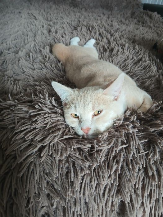 Віддам в добрі руки 2 рижулі - дівчинки