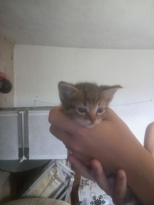 Віддам в добрі руки 4 кошеняти