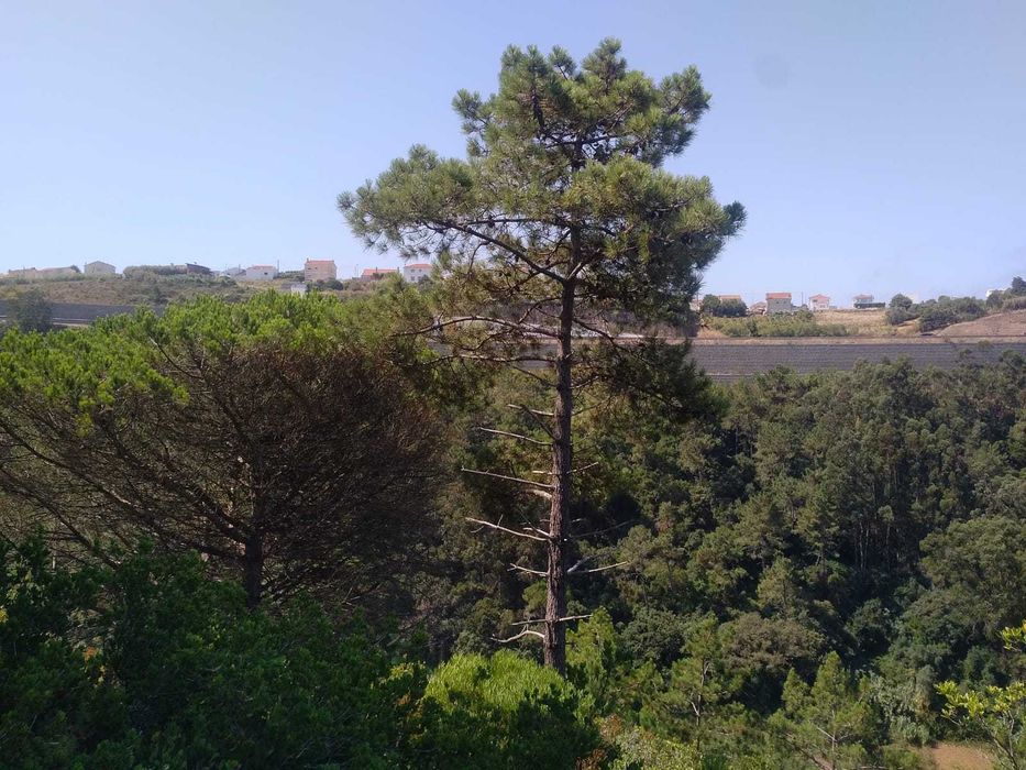 Terreno Rústico com 2.875 m² em Alto Famoes, Mafra.