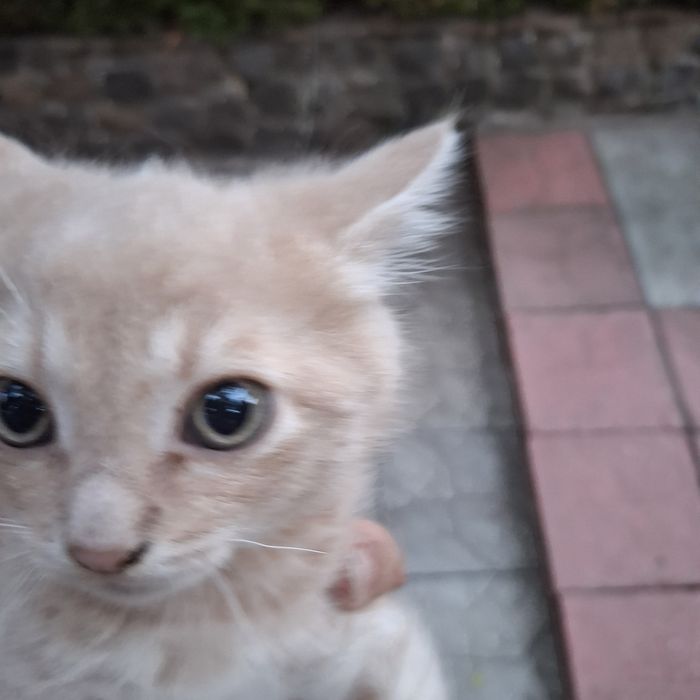 Отдам котят в добрые руки.