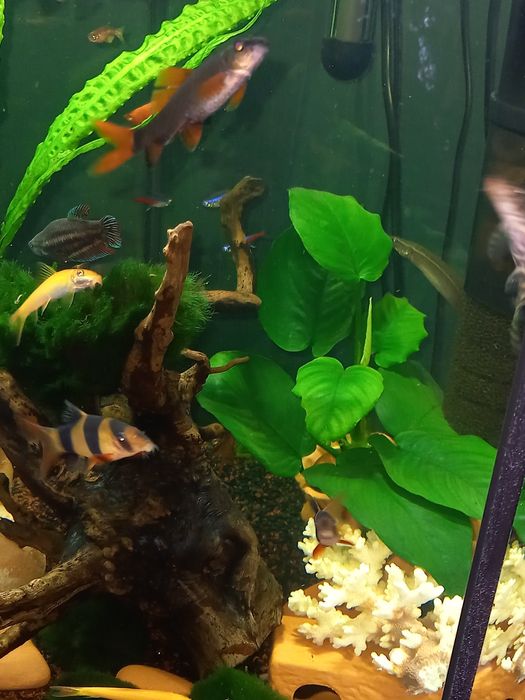 Akwarium Aquel 60L szesciokatne