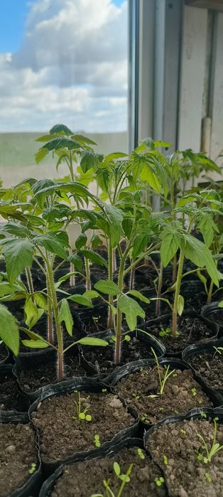 Sadzonki warzyw i kwiatów