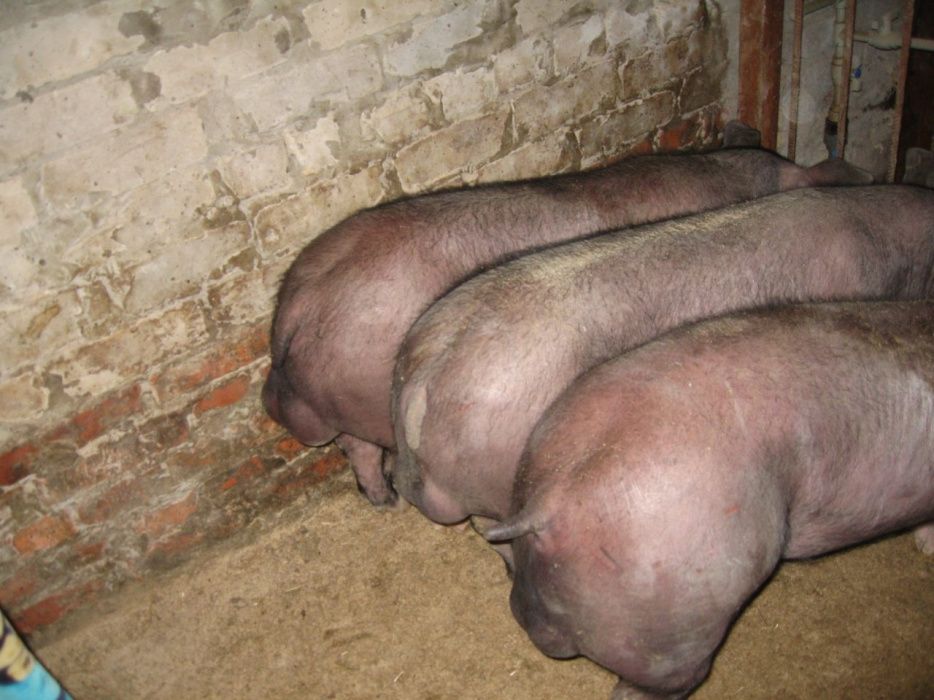 Продам поросята хрячков и свинок Пьетренов ,беркширов в чистоте