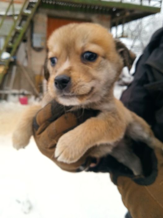 Віддам у дбайливі ручки цуценят.