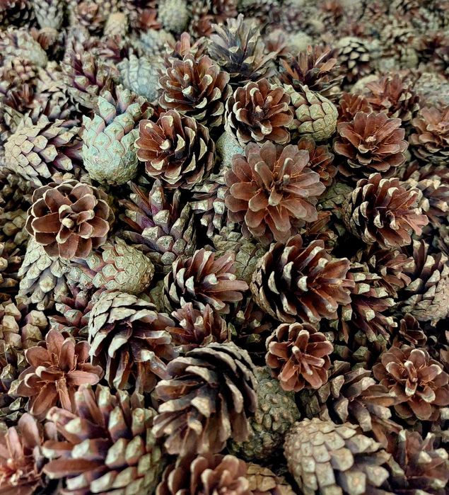 Szyszki sosnowe bez nasion DIY ozdoby dekoracje 500 sztuk paczka 4 kg