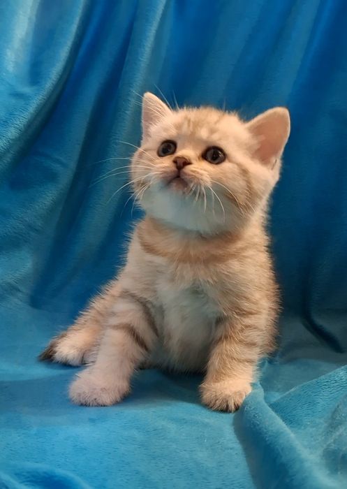 Общительные котята