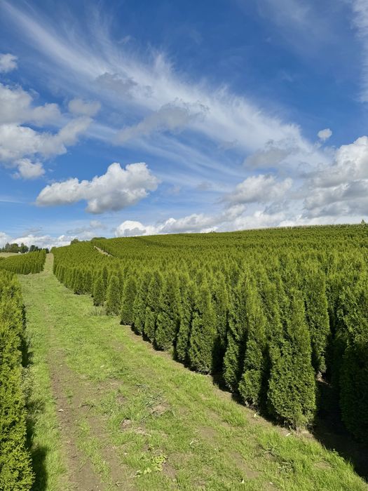 Gęsta Tuja Szmaragd 150-160cm Dostawa Sadzenie Producent