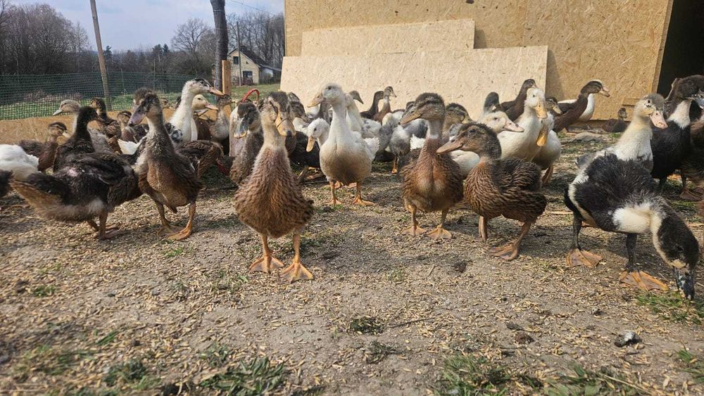 Kaczki Dworki Staropolskie Pekin