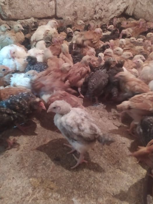 Продам курчата мясо-несушка вага 1 кг