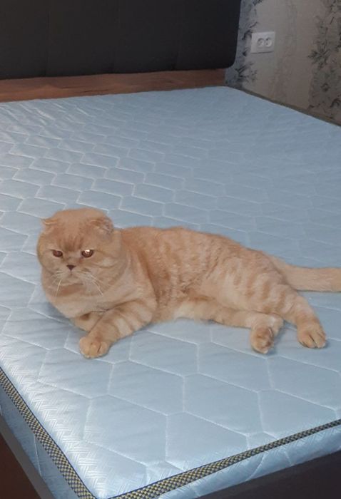 Британский котенок