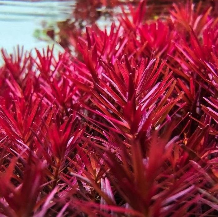 Rotala Rotundifolia 'H'ra''